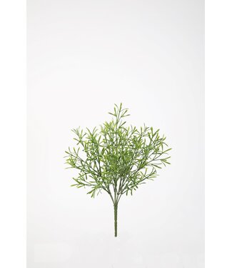 Asparagus Bush 37cm
