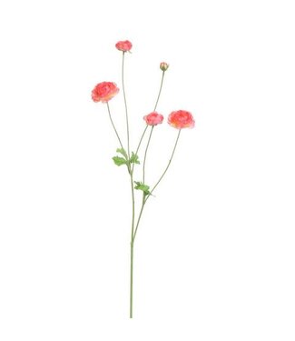 Ranonkel 90 cm – Beauty