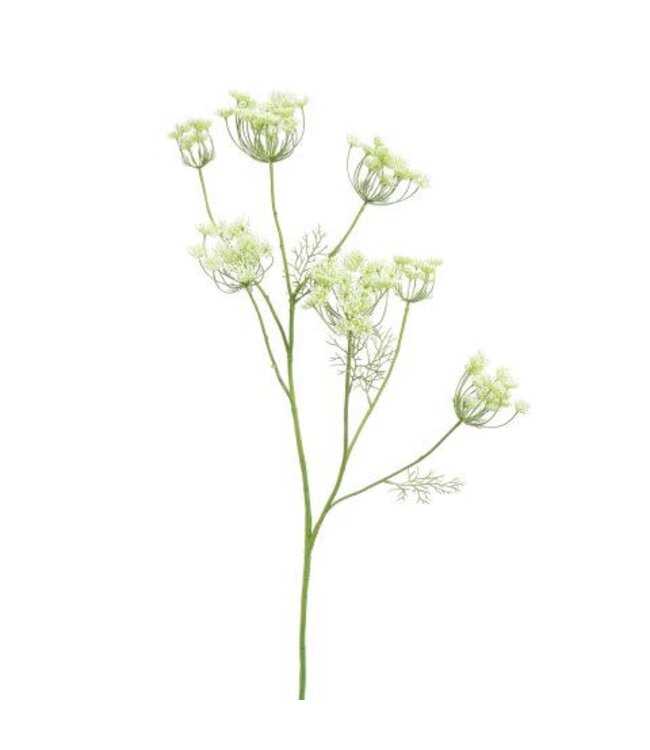Anethum Spray 107 cm – Cream