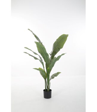 Strelitzia 150cm