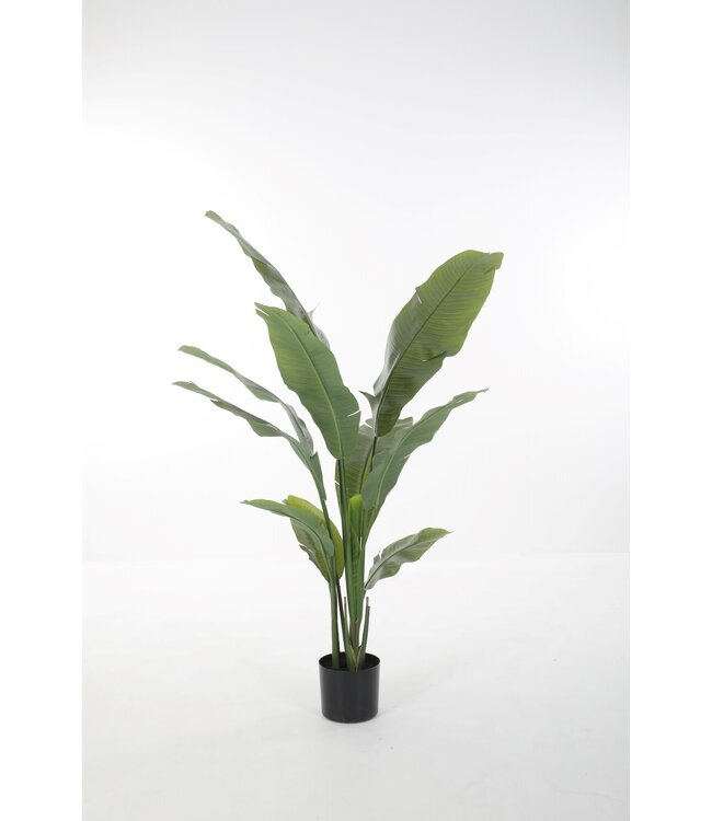 Strelitzia 150cm