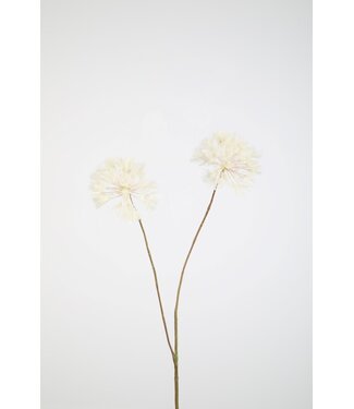 Dandelion x2 115cm