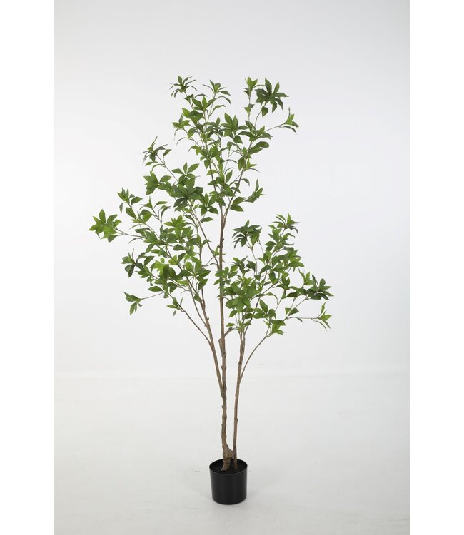 Japonica Tree kunstboom – zijden kamerboom 180 cm hoog