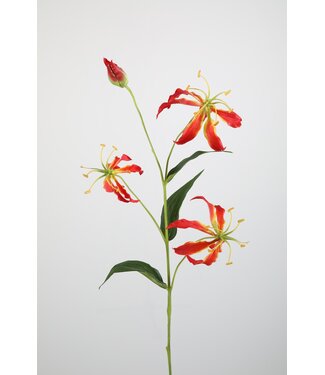 Gloriosa  82cm oranje