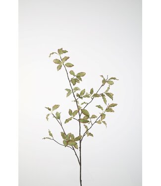 Pittosporum Branch 107cm
