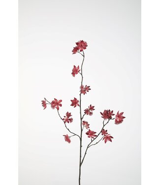 Astrantia Stem 118cm