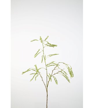 Fontanesia Branch Spray 120cm