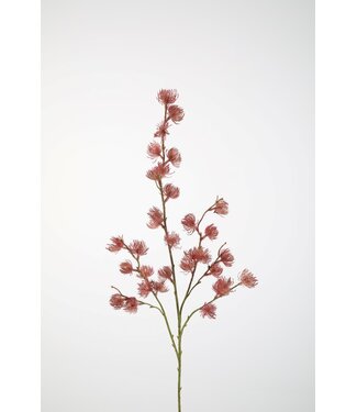 Clematis Seed Pod 103cm