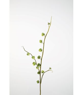 Physalis Spray 104cm