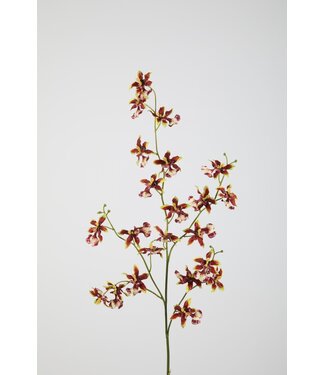 Dancing Orchid 94cm bruin