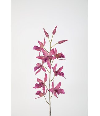 Oncidium Stem 101cm
