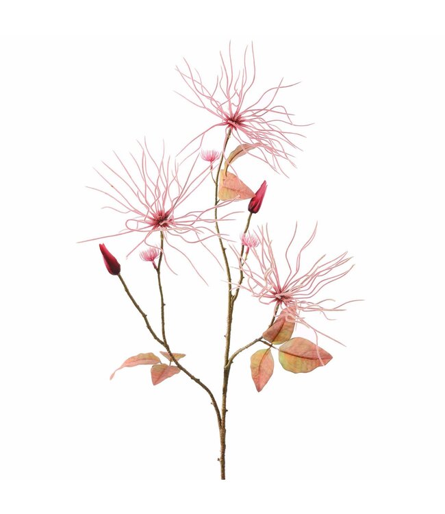 Wilde clematis 75cm roze