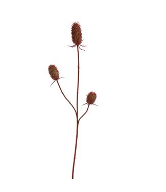 Echinops branch 99cm red