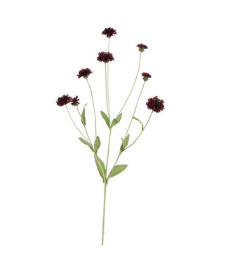 Cornflower 90cm bordeaux