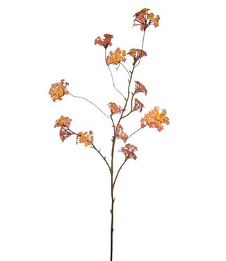 Spring Viburnum, Orange fuchsia, 110cm