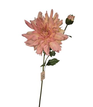 Dahlia Yarra, Peach, Real touch, 78cm