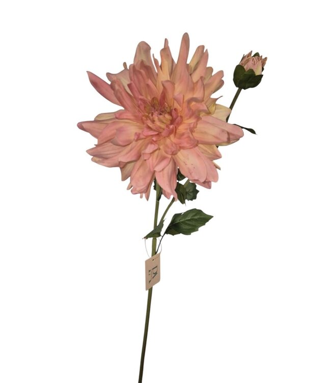 Dahlia Yarra, Peach, Real touch, 78cm