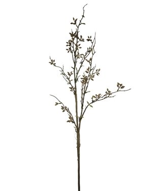 Eucalyptus Bes, Coffee, 120cm