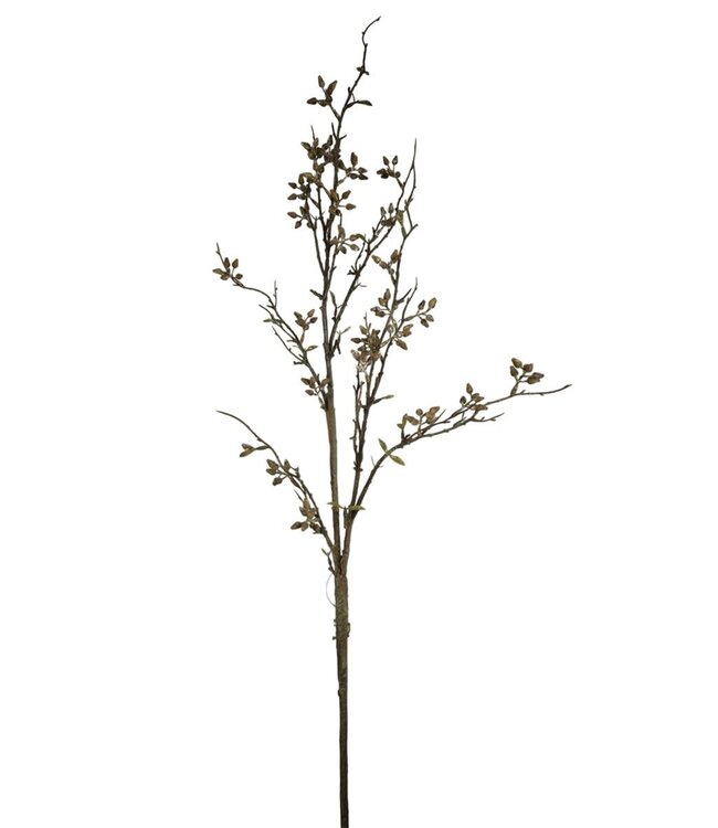 Eucalyptus Bes, Coffee, 120cm