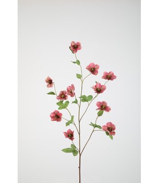 Helleborus 113cm groen