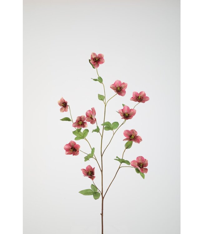 Helleborus 113cm groen