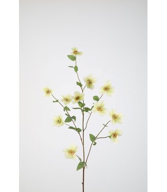 Helleborus 113cm groen