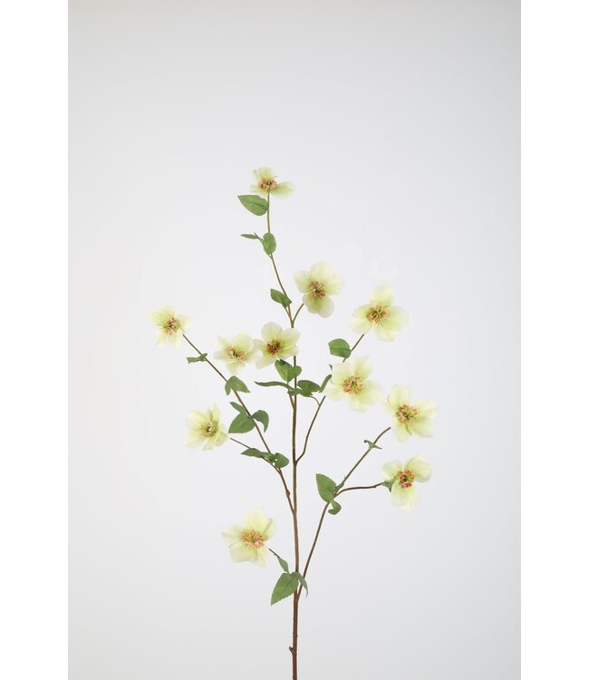 Helleborus 113cm groen