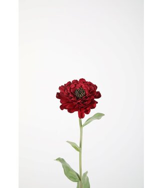 Zinnia Stem 43cm bu