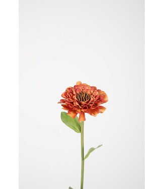 Zinnia Stem 43cm oranje
