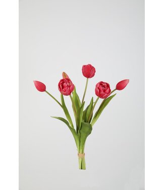 Tulp 41 cm fuchsia / wit knop open