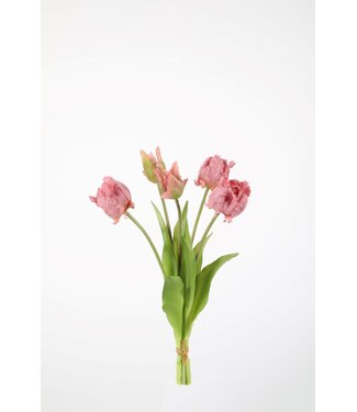 Papegaaientulp mauve 41 cm