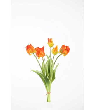 Papegaaientulp oranje 41 cm