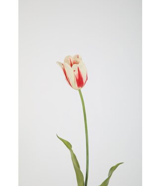 Franse tulp wit/rood  65 cm