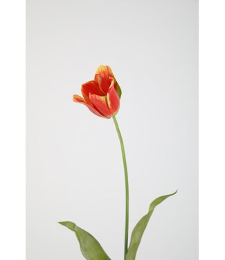 Franse tulp oranje/geel 65 cm