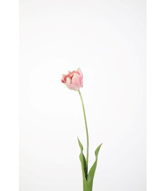 Tulp rose  74 cm