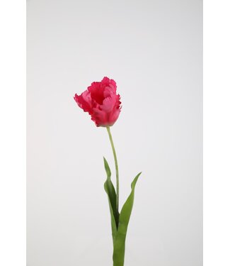 Papegaaientulp 69 cm cerise