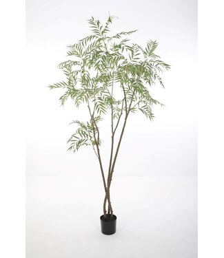 Chamaedorea Tree 240cm