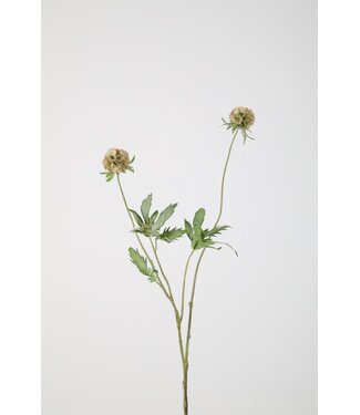 Scabiosa Spray w/2flrs 88cm