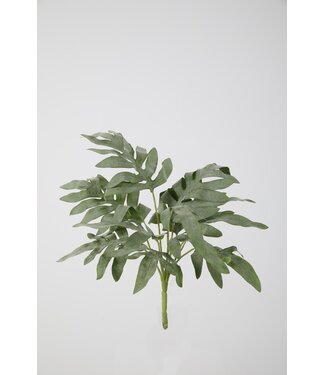 Phlebodium Bush x13 Stem 41 cm