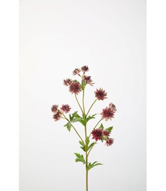 Astrantia Spray 67cm pink