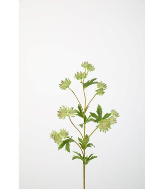 Astrantia Spray 67cm