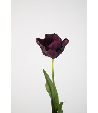Tulp 70 cm purple
