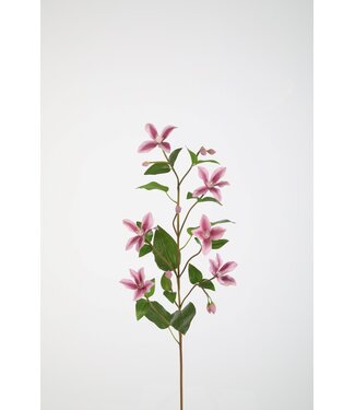 Clematis Spray RT 84cm