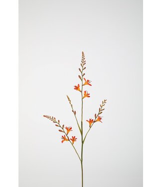 Crocosmia 99 cm oranje