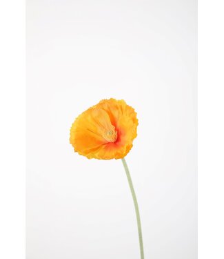 Poppy Stem 74cm