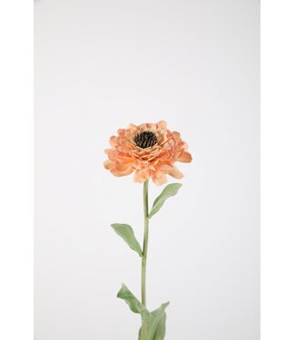Zinnia Stem 43cm pe