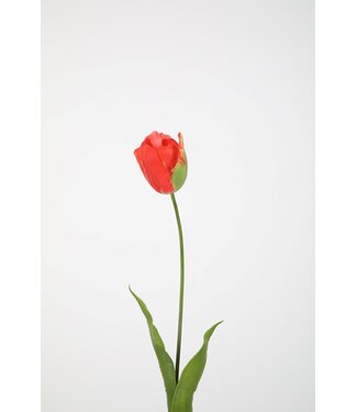 Tulp 74 cm oranje