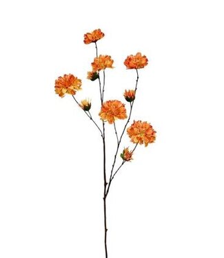 Zinnia 120 cm oranje