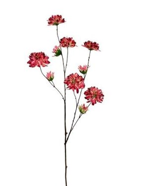 Zinnia 120 cm fuchsia