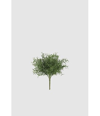 Thapsia Bush x6 25cm